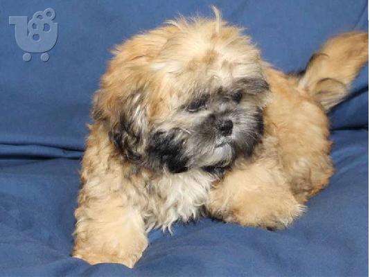 PoulaTo: Ανδρικά και θηλυκά κουτάβια Shih tzu